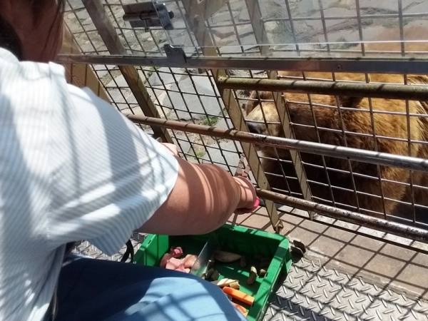 熊へえさやり・・緊張する・・