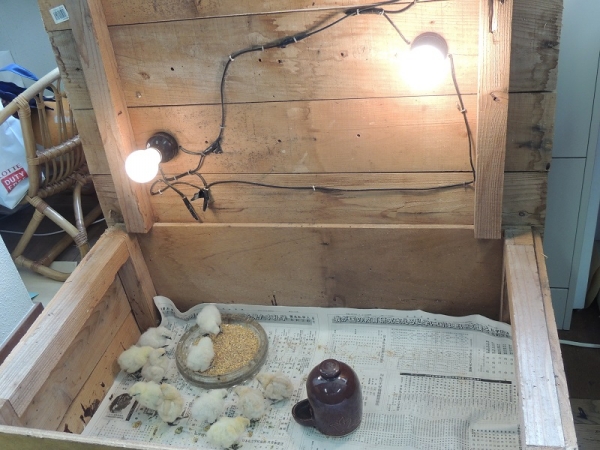 孵卵器から先生手作りの広い保育箱へ。