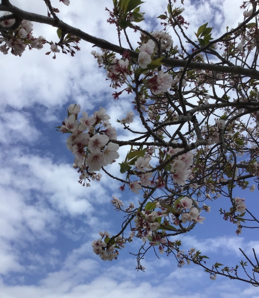 桜も満開！葉も増えてきました