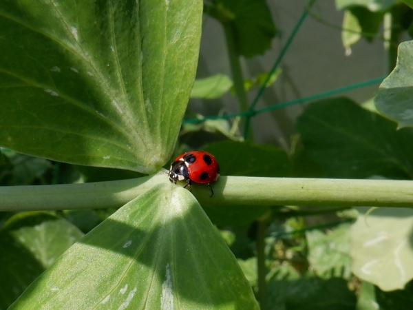 てんとう虫も見つけたね