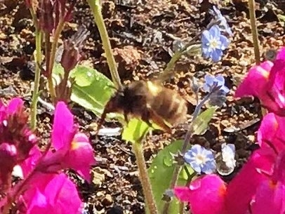 ミツバチも遊びに来ています