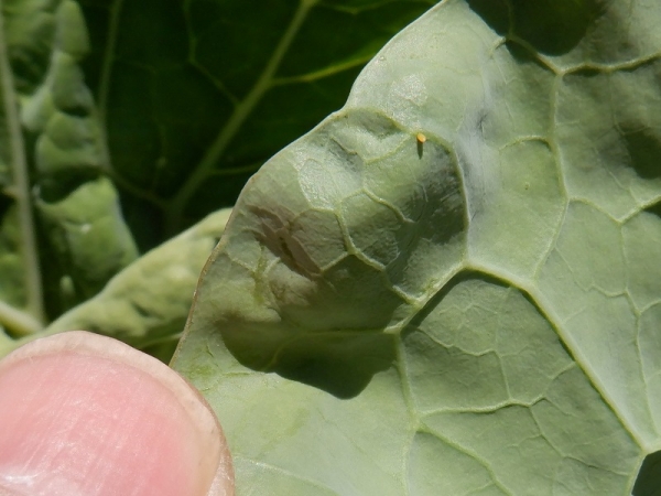 ②5月7日、先生のつめとくらべてみると・・・大きさがわかるかな？