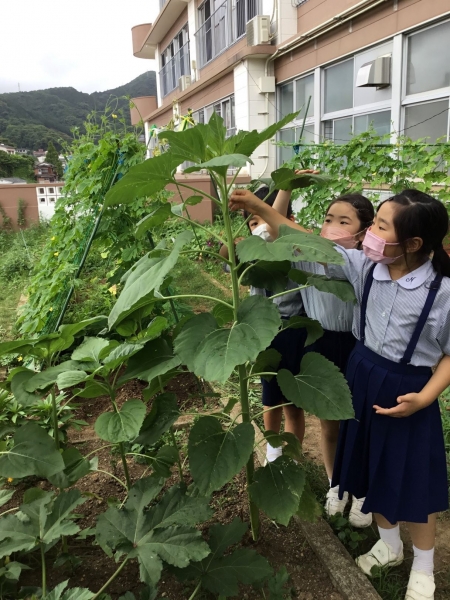 ひまわりさん　おおきくなったね