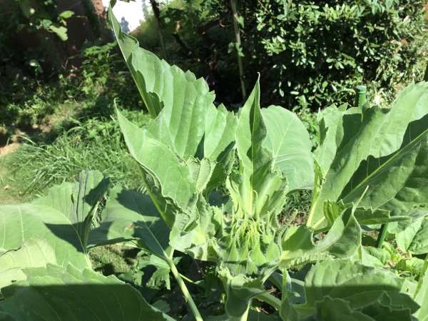 上からつぼみを撮影