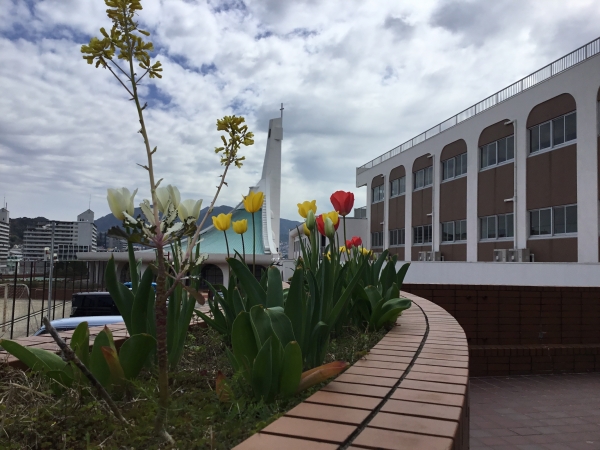 チューリップもきれいに咲いています