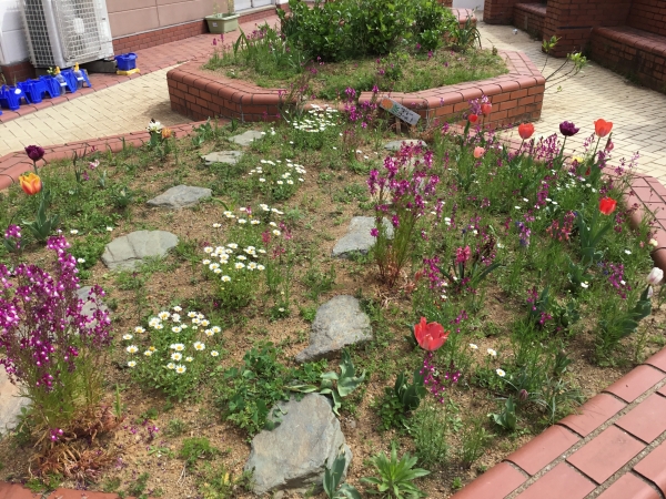 花壇の花たちがみなさんを待っています！