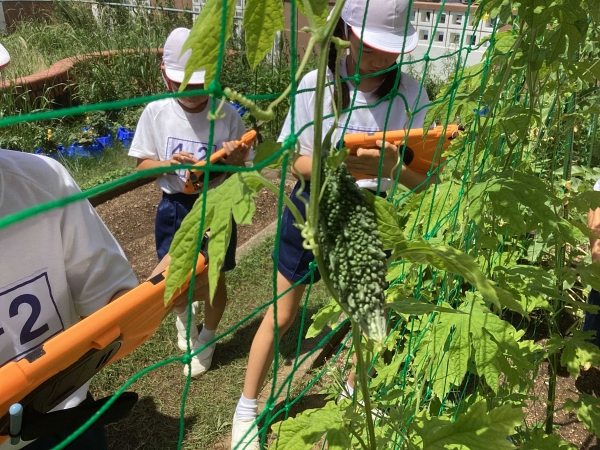 ツルレイシの実がなったよ！