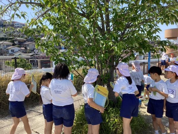 春と夏で桜の木はどこが違うのだろう...