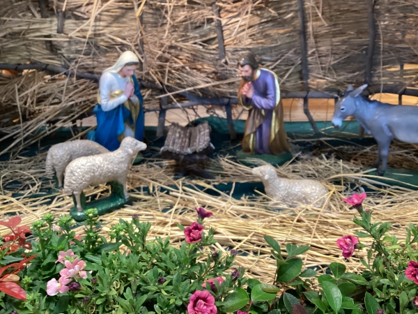 12月24日午後7時からのミサで、幼子イエス様のご像が馬小屋にささげられます