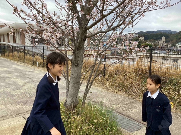 学校の桜もきれいに咲いていますよ