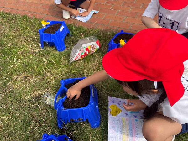 ２年生にもらった種を植えていきます