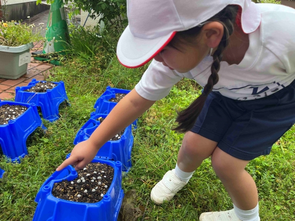芽の色が違うよ！