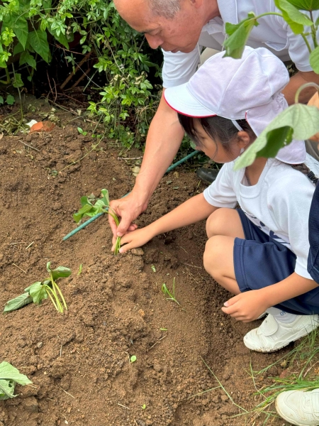 校長先生と一緒に植えたおいも・・・おおきくなあれ！