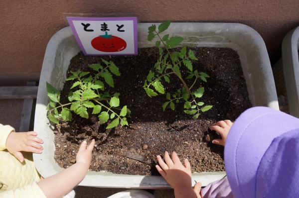 大玉トマトの赤ちゃん