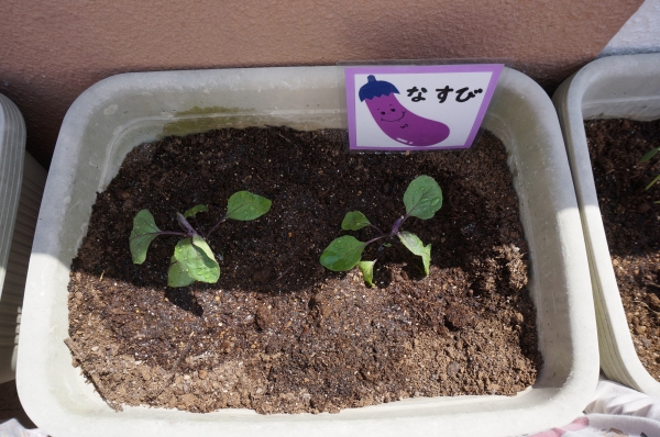 なすの赤ちゃん