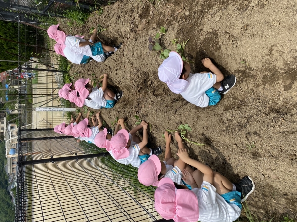 お芋ができるのが楽しみ(^∇^)