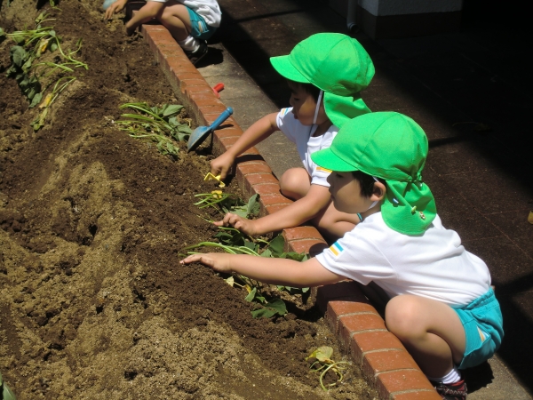 いざ植えます！！