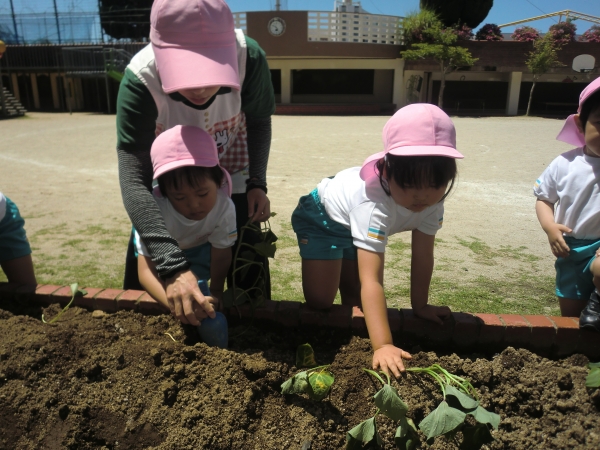 先生と一緒にスコップで溝を掘って・・・♪